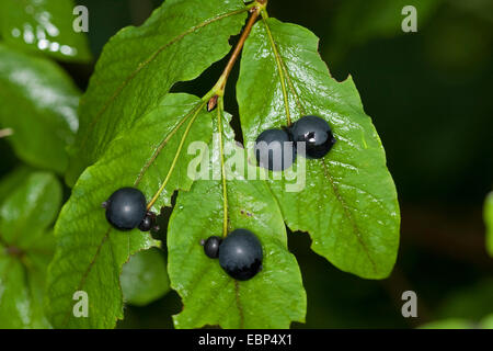 Schwarzen großbeerigen Geißblatt, schwarz-Kreuzungen Geißblatt, schwarz Geißblatt (Lonicera Nigra), Zweig mit Früchten, Deutschland Stockfoto