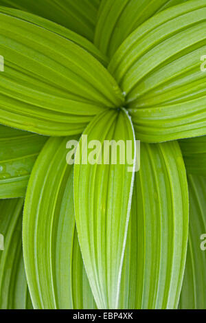 Amerikanische Weiße Nieswurz, grüne falschen Nieswurz, indische Poke, grüne Nieswurz (Veratrum Viride), Blätter, USA, Alaska, Mt. Roberts Stockfoto