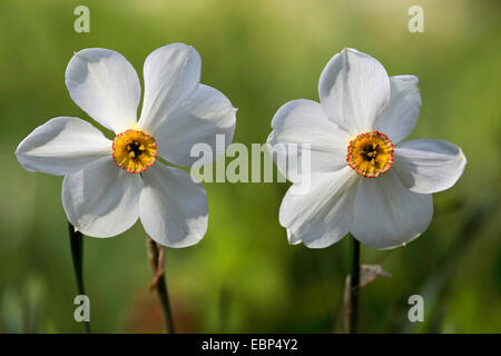 Dichter Narzisse (Narcissus Poeticus), Blumen Stockfoto