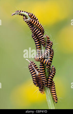 Zinnober Motte (Tyria Jacobaeae, Thyria Jacobaeae), viele Raupen an einem Stiel, Deutschland, Schleswig-Holstein Stockfoto