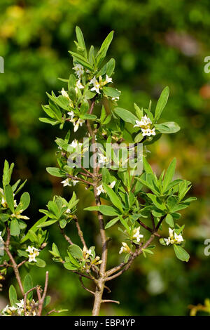 Alpine Daphne (Daphne Alpinum), blühen Stockfoto