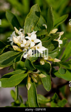 Alpine Daphne (Daphne Alpinum), blühen Stockfoto