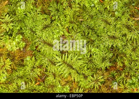 Glitzernde Holz-Moos, Stufe Moos, Treppe Schritt Moos, Schritt-Moos, Berg Farn Moos, Farn-Moos, herrliche Feder Moos (Hylocomium Splendens, Hylocomium Proliferum), Deutschland Stockfoto