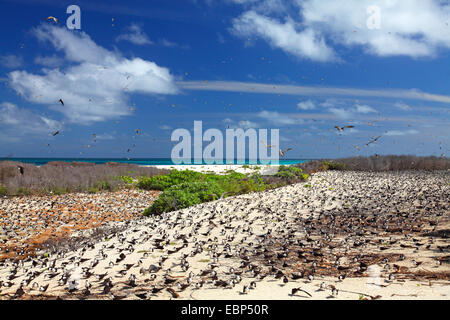 Sooty Tern (Sterna Fuscata), Kolonie in den Dünen, Seychellen, Bird Island Stockfoto