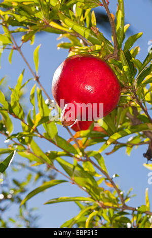 Granatapfel, Anar (Punica Granatum), Pomegrate auf einem Baum Stockfoto