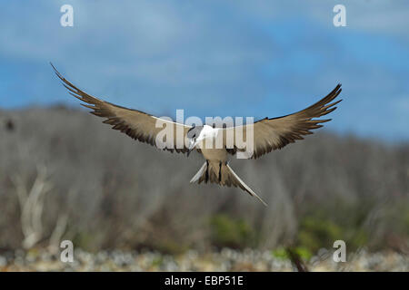 Sooty Tern (Sterna Fuscata), Landung in einer Kolonie, Seychellen, Bird Island Stockfoto