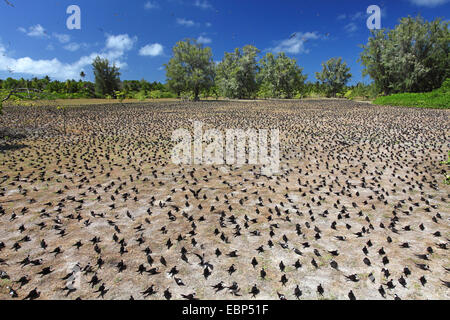 Sooty Tern (Sterna Fuscata), Kolonie auf gerodeten Boden, Seychellen, Bird Island Stockfoto