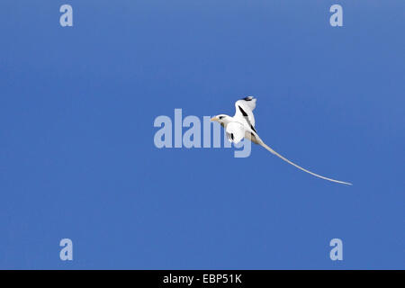 White-tailed tropische Vogel (Phaethon Lepturus), fliegen, Seychellen, Cousin Island Stockfoto