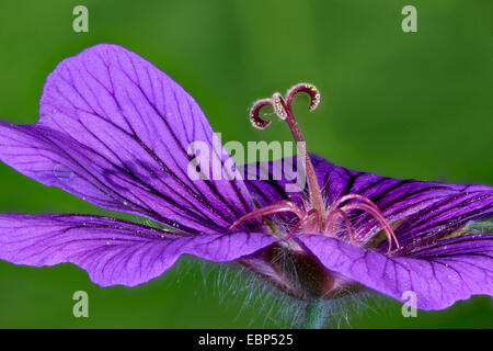 Breit-Petaled Geranien (Geranium Platypetalum), Makroaufnahme einer Blume Stockfoto