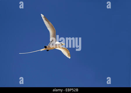 White-tailed tropische Vogel (Phaethon Lepturus), fliegen, Seychellen, Bird Island Stockfoto