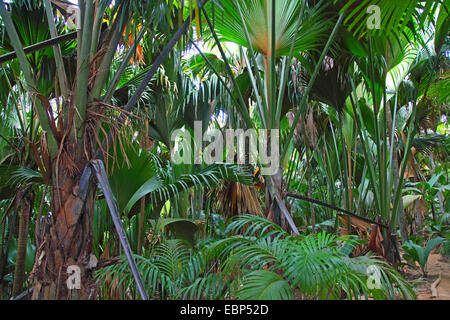 Meer-Kokosnuss; Coco de Mer (Lodoicea Maldivica), Palmen in einem tropischen Regenwald, Praslin, Seychellen, Vallee de Mai Nationalpark Stockfoto