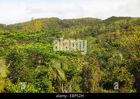 Urwald, Seychellen, Vallee de Mai Nationalpark, Praslin Stockfoto