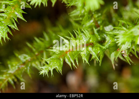 Großen Shaggy-Moos, Shaggy Moos, rauen Hals Moos, großen zottigen Moss, elektrisiert Cat Tail Moss (Rhytidiadelphus Triquetrus), Deutschland Stockfoto