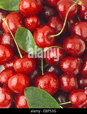 Kirschbaum, Süßkirsche (Prunus Avium), mehrere Kirschen Stockfoto