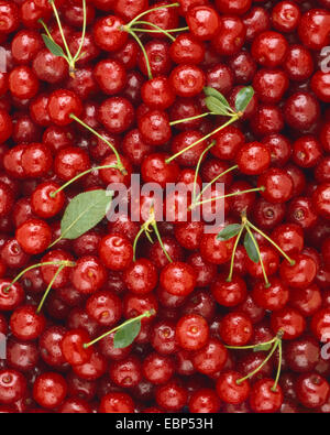 Kirschbaum, Süßkirsche (Prunus Avium), Früchte Stockfoto