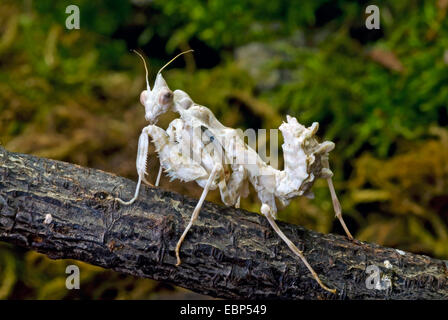 South American tot Blattheuschrecke (Acanthops Falcata), auf einem Zweig Stockfoto