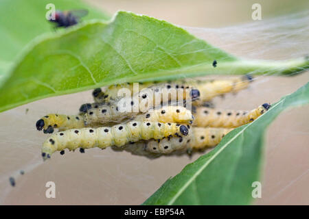 Spindel Hermelin (Yponomeuta Cagnagella), mehrere Raupen in einem Web, Deutschland Stockfoto