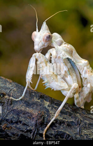 South American tot Blattheuschrecke (Acanthops Falcata), auf einem Ast Stockfoto