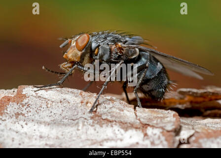 blaue Schmeißfliege (Hexamerinaufnahme Erythrocephala, Hexamerinaufnahme eingespieltes) auf Rinde, Deutschland Stockfoto