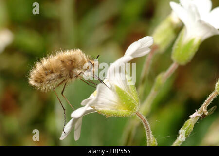 Werden-Fly (Bombylius spec.), saugt Nektar aus einer Blume, Deutschland Stockfoto