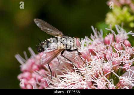 Parasit-Fliege, Tachinid Fliege (Dinera 40-jähriger) auf blühende Bonesets, Deutschland Stockfoto