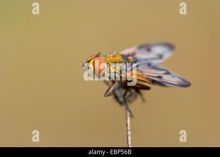 Parasit-Fliege, Tachinid Fly (Ectophasia Crassipennis), auf einem Stiel, Deutschland Stockfoto