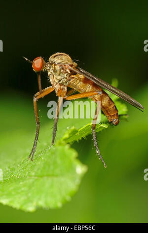 Tanzen Sie Fly (Empis Livida), auf einem Blatt, Deutschland Stockfoto