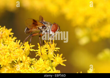 Parasit-Fliege, Tachinid Fliege (Ectophasia Crassipennis), auf gelben Blüten, Deutschland Stockfoto