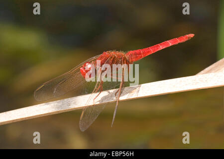 Breite Scarlet, gemeinsame Scarlet-Darter, Scarlet Darter, Scarlet Libelle (Crocothemis Saccharopolyspora, Croccothemis Saccharopolyspora), auf einem Grashalm, Frankreich, Corsica Stockfoto