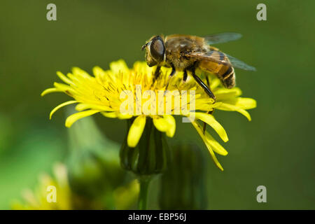 Drohnenfliege (Eristalis tenax), auf blühendem Falkweed, Deutschland Stockfoto