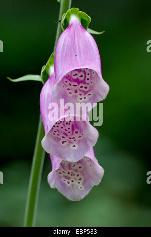 gemeinsamen Fingerhut, lila Fingerhut (Digitalis Purpurea), Blumen, Deutschland, Schleswig-Holstein Stockfoto