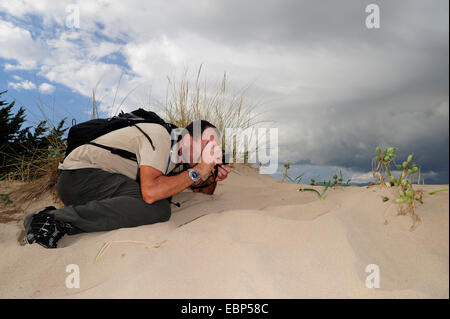 Seelilie (Pancratium Maritimum), malte eine Narzisse auf einer Sanddüne, Griechenland, Peloponnes, Messinien Naturfotograf Stockfoto