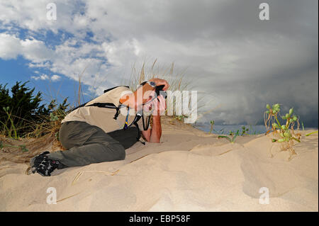 Seelilie (Pancratium Maritimum), malte eine Narzisse auf einer Sanddüne, Griechenland, Peloponnes, Messinien Naturfotograf Stockfoto