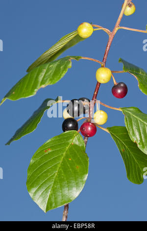 Faulbaum, glänzend Faulbaum (Frangula Alnus, Rhamnus Frangula), Zweig mit Früchten, Deutschland Stockfoto