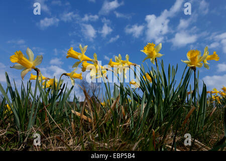 gemeinsamen Narzisse (Narcissus Pseudonarcissus), wilde Narzissen in Perlenbach Valley, Perlenbachtal, Deutschland, Nordrhein-Westfalen, Eifel Nationalpark Stockfoto