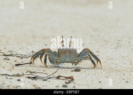 Ghost-Krabbe, Fiedlerkrabbe (Ocypodidae), läuft auf den Strand, Seychellen, Bird Island Stockfoto