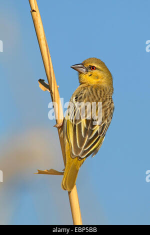African maskiert Weber (Ploceus Velatus), auf ein Boelade Gras, Eclipse Gefieder, Süd Afrika, Barberspan Bird Sanctuary Stockfoto