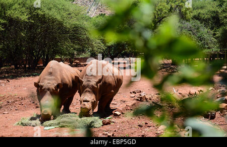 Pretoria. 3. Dezember 2014. Foto aufgenommen am 3. Dezember 2014 zeigt zwei der Nashörner angenommen durch die chinesische Botschaft in Südafrika am nationalen zoologischen Gärten (NZG), in Pretoria, Südafrika. Die chinesische Botschaft nahm fünf Nashörner am Mittwoch in NZG of South Africa in Pretoria, die vom Aussterben bedrohten Wildtiere zu schützen. © Zhai Jianlan/Xinhua/Alamy Live-Nachrichten Stockfoto