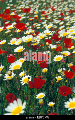 Krone, Daisy, Garland Chrysantheme (Chrysanthemum Coronarium), Wiese mit blühenden Pflanzen und gemeinsamen Mohn, Spanien, Balearen, Mallorca Stockfoto