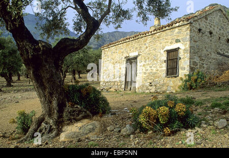 altes Haus in einem Olivenhain, Griechenland, Thrakien, Samothraki Stockfoto