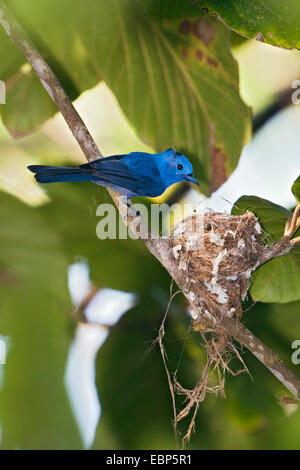 Schwarz-Himalaja-blauen Monarch (Hypothymis Azurea), männliche am Nest, Indien, Andamanen Stockfoto