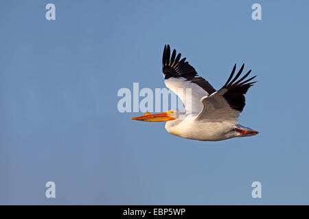 Amerikanischer weißer Pelikan (Pelecanus Erythrorhynchos), fliegen, USA, Florida, Sanibel Island Stockfoto