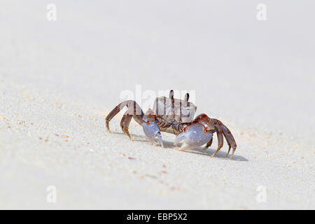 Ghost Krabben (Ocypode Cordimana, Ocypode Cordimanus), läuft auf den Strand, Seychellen, Bird Island Stockfoto