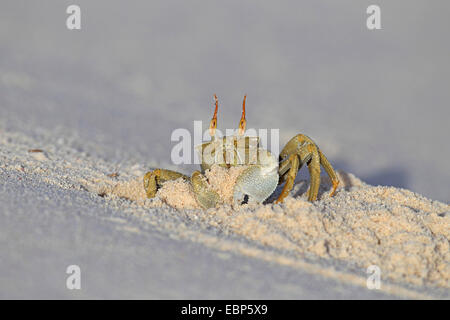 Ghost-Krabbe, Fiedlerkrabbe (Ocypodidae), kriechen aus der Höhle in den Sand, Seychellen, Bird Island Stockfoto