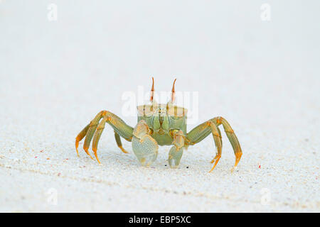 Ghost-Krabbe, Fiedlerkrabbe (Ocypodidae), läuft auf den Strand, Seychellen, Bird Island Stockfoto