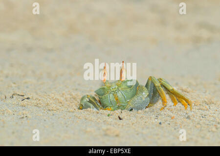 Ghost-Krabbe, Fiedlerkrabbe (Ocypodidae), kriechen aus der Höhle in den Sand, Seychellen, Bird Island Stockfoto