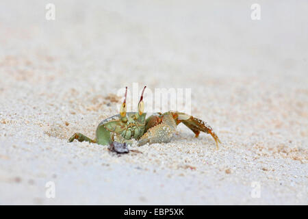 Ghost-Krabbe, Fiedlerkrabbe (Ocypodidae), kriechen aus der Höhle in den Sand, Seychellen, Bird Island Stockfoto