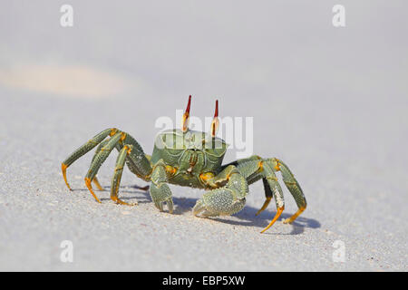 Ghost-Krabbe, Fiedlerkrabbe (Ocypodidae), läuft auf den Strand, Seychellen, Bird Island Stockfoto