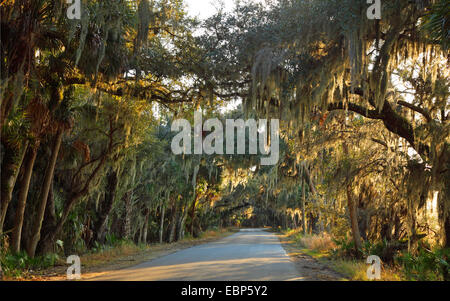 alten Mannes Bart, spanischem Moos (Tillandsia Usneoides), spanischem Moos in Den Bäumen der Myakka River State Park, USA, Florida und Umgebung: Stockfoto