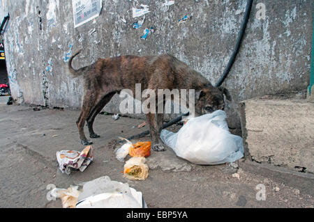 Hund (Canis Lupus Familiaris), Straße, Suche Hundefutter in Müll, Sri Lanka Stockfoto